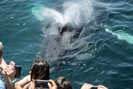 Signature Whale Watching & Dolphin Cruise