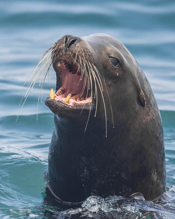 U-Drive Duffy Boat Rental