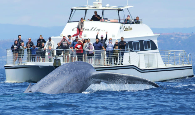 Newport Beach Whale Watching