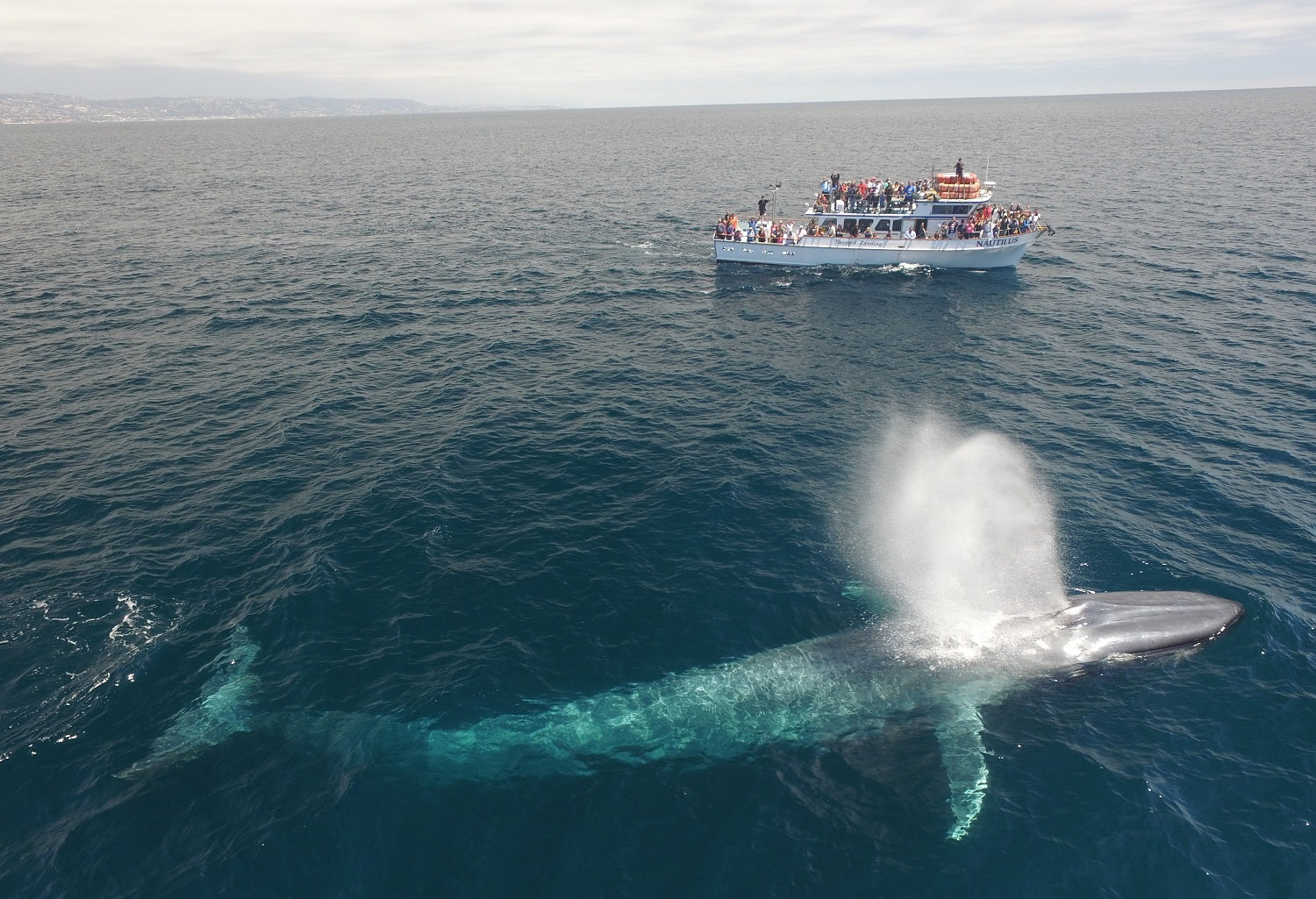 Signature Whale Watching & Dolphin Cruise