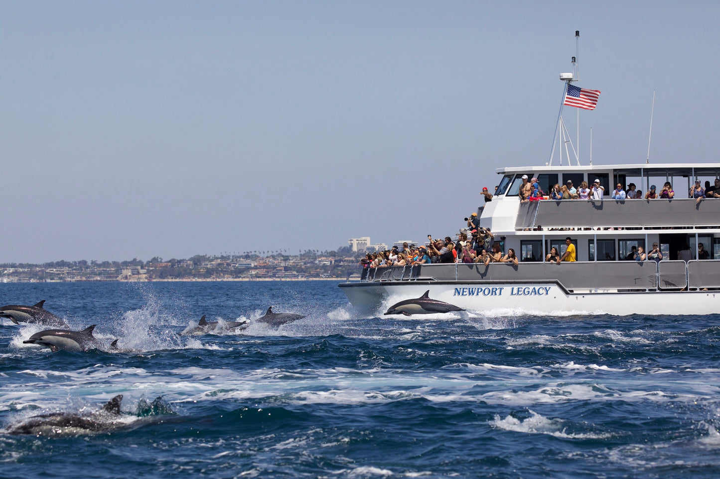 Signature Whale Watching & Dolphin Cruise