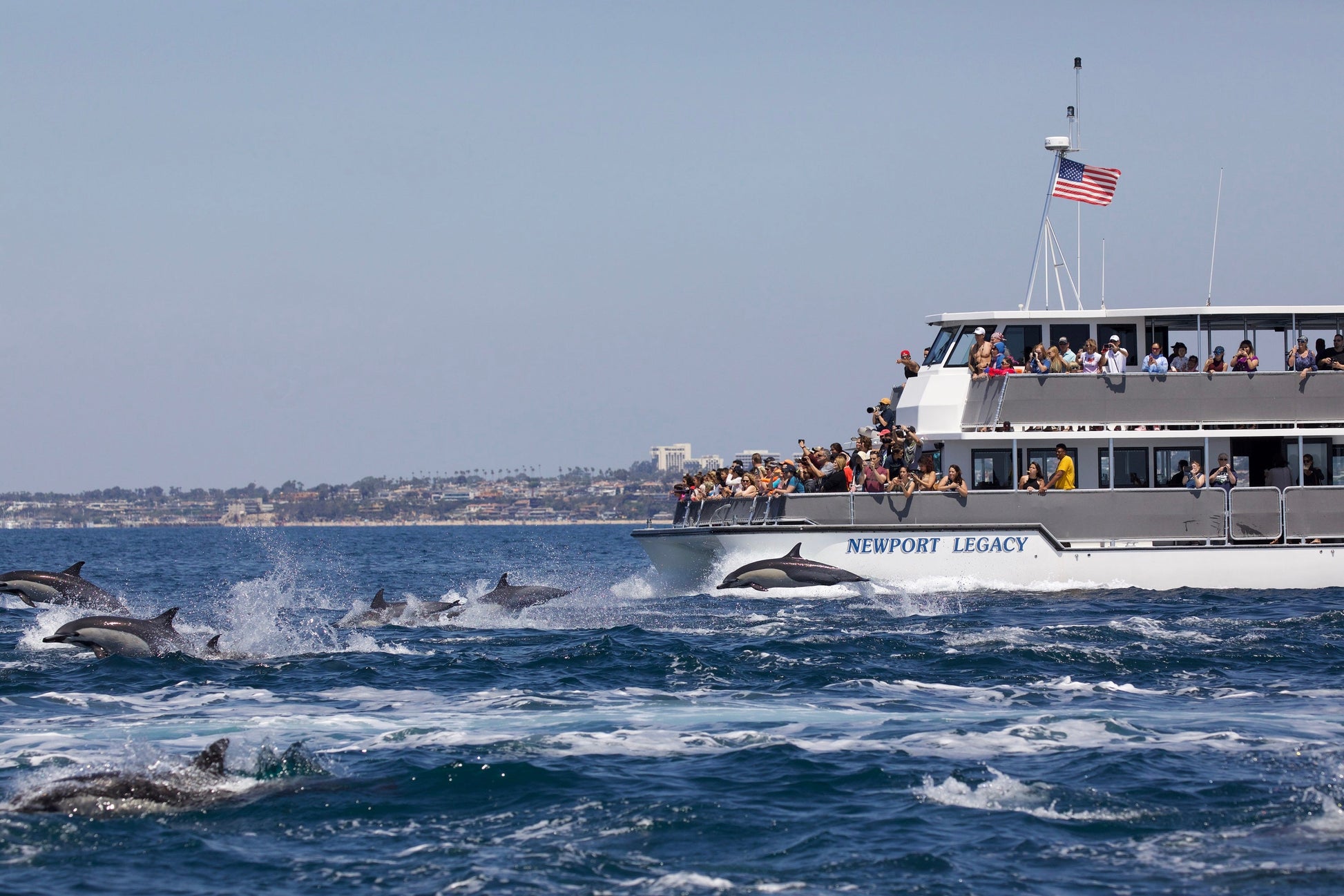 Signature Whale Watching & Dolphin Cruise