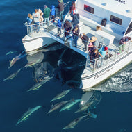 Luxury VIP Whale Watching Cruise