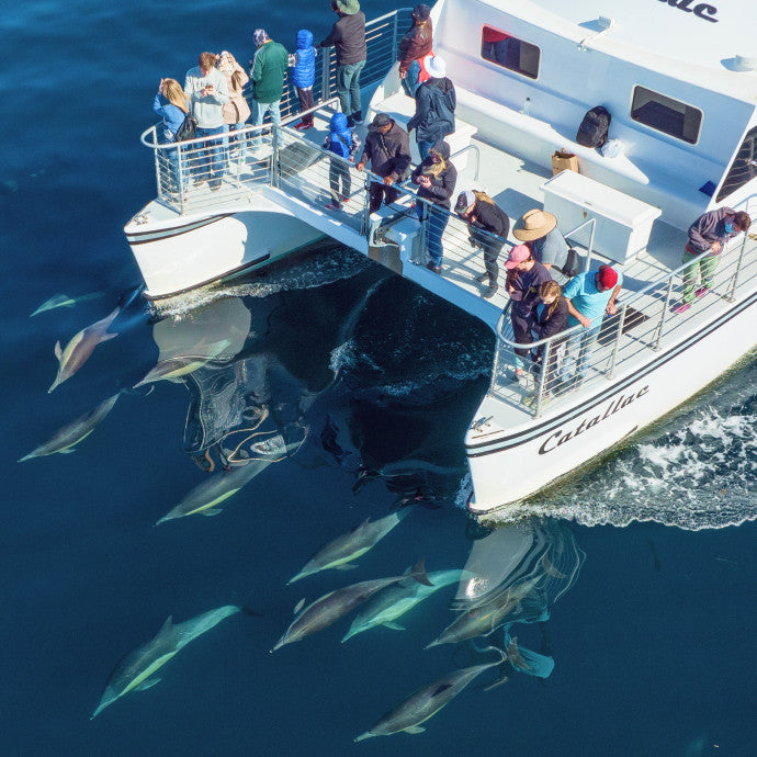 Luxury Whale Watching Cruise
