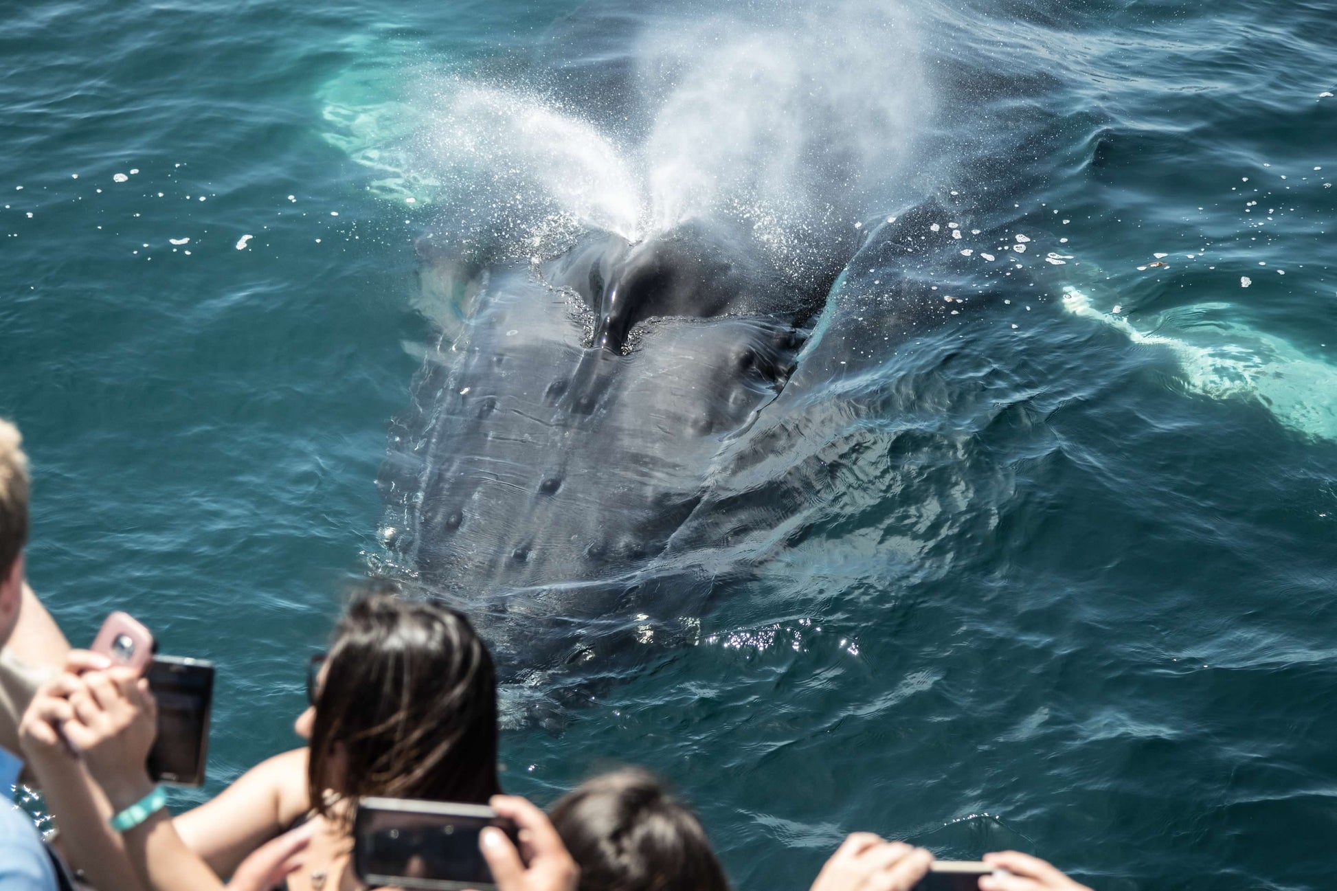 Luxury VIP Whale Watching Cruise