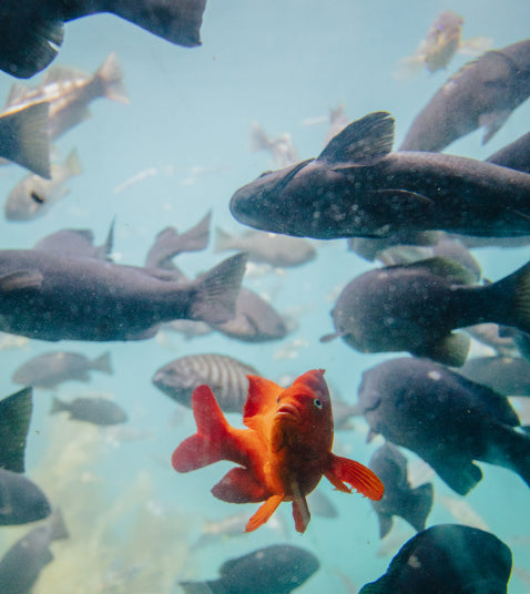 Catalina Island's Glass Bottom Boat Tour