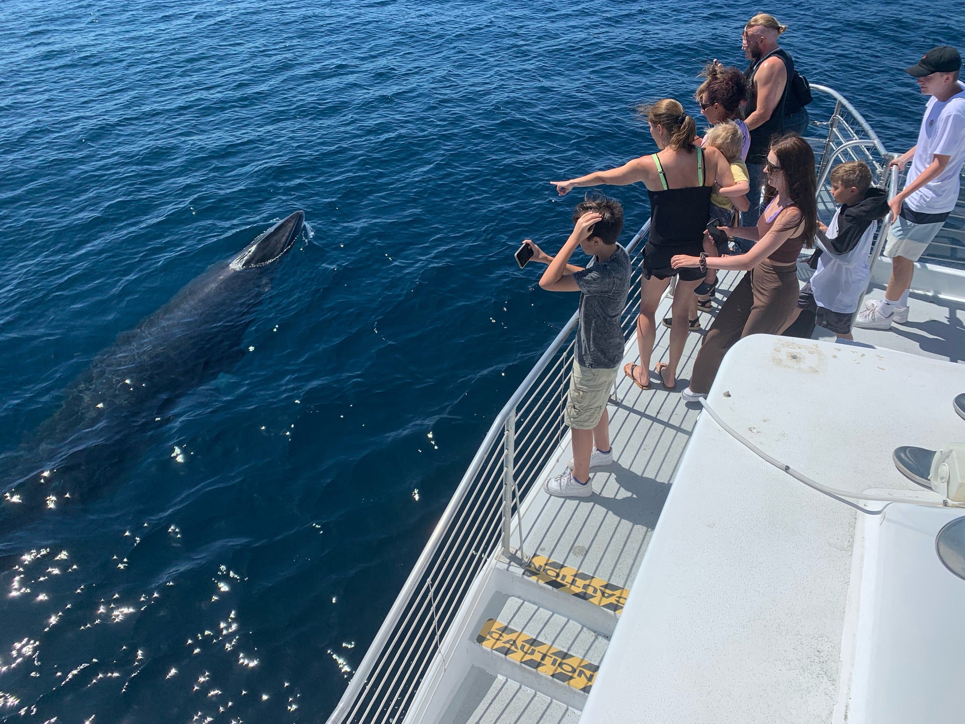 Luxury Whale Watching Cruise