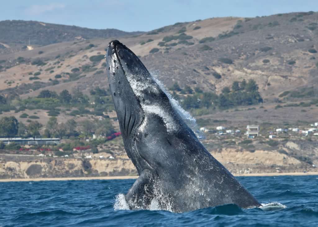Luxury Whale Watching Cruise