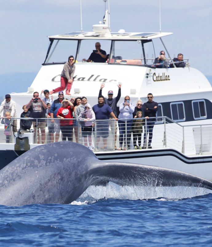 Luxury Whale Watching Cruise