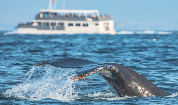 Whale Watching