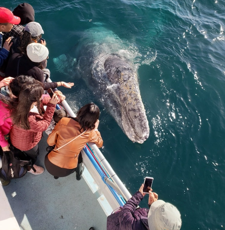 Signature Whale Watching & Dolphin Cruise