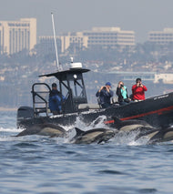 Super Rib Ultimate Whale Watching
