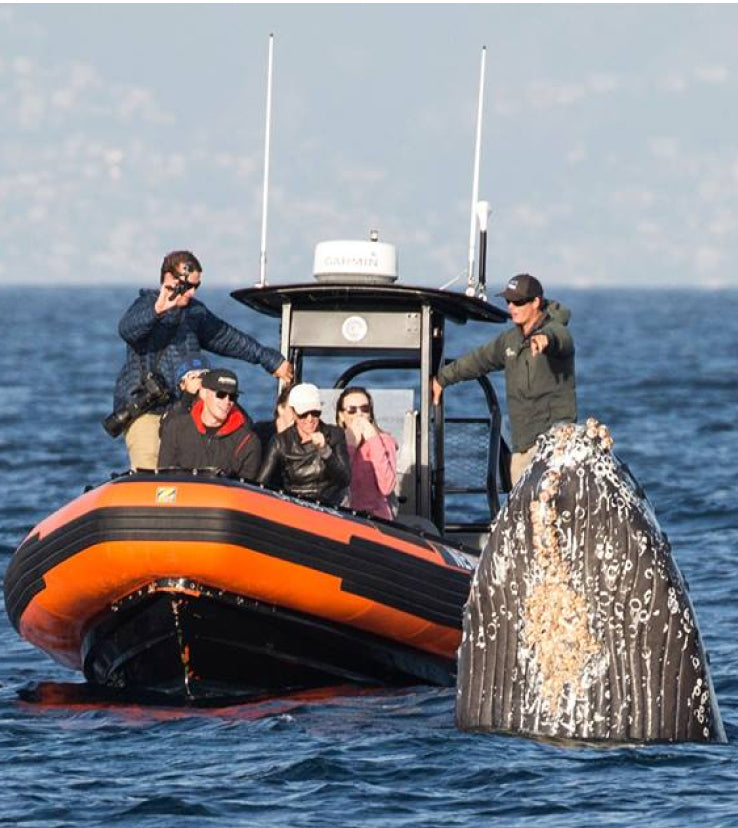 Ultimate Whale Watching (Private Rental)