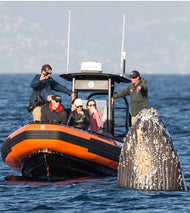 Ultimate Whale Watching (Private Rental)
