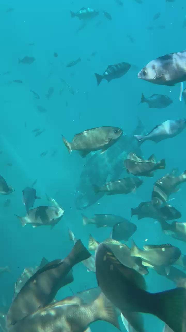 Catalina Island's Yellow Submarine Tour