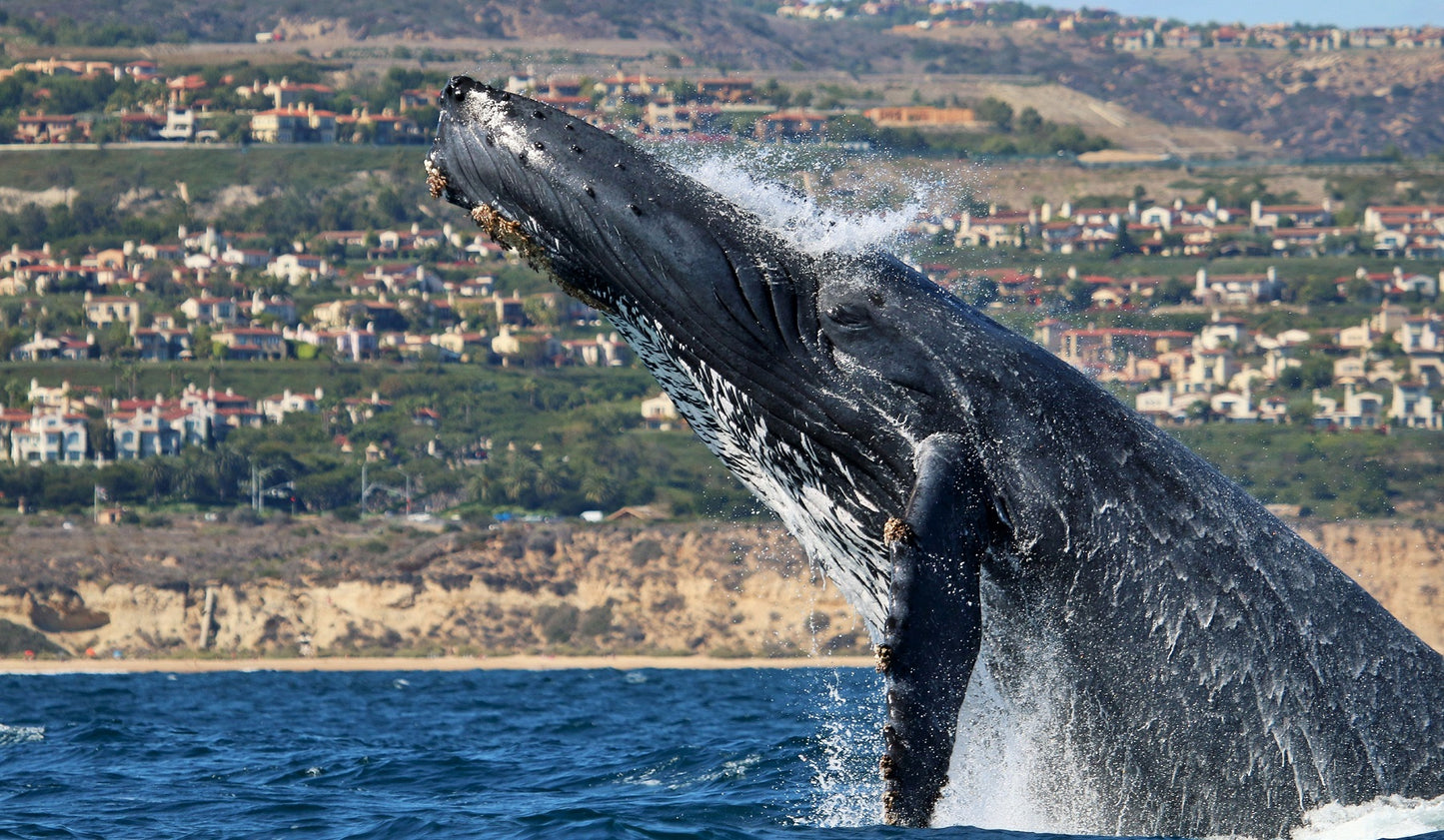 Signature Whale Watching & Dolphin Cruise
