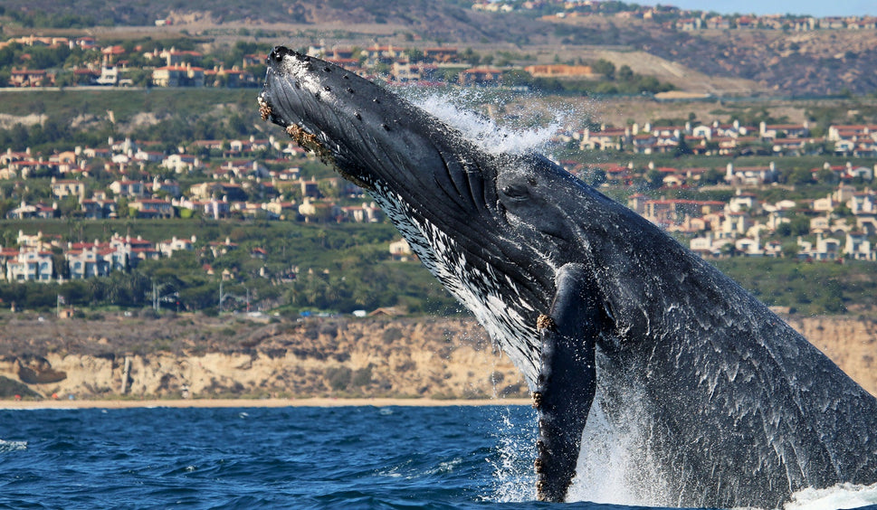 Signature Whale Watching & Dolphin Cruise